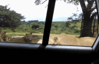 lion open the car door
