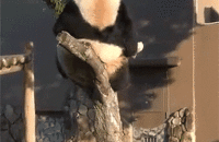 fat panda falls from wood