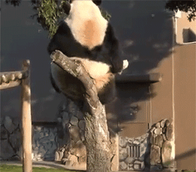 fat panda falls from wood