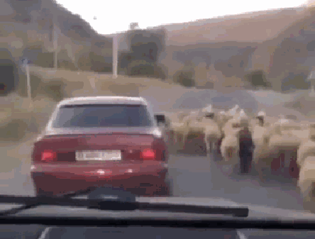 grand theft sheep with auto