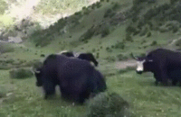 fight between two himalayan yak