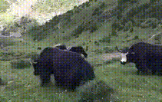 fight between two himalayan yak