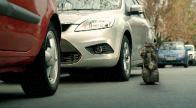 cat gives guidance on parking