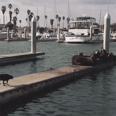 dog attack seals on pier