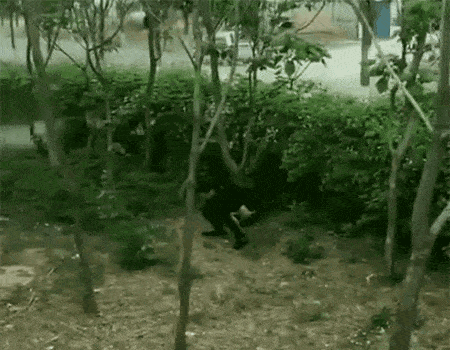 shitting man in bushes with washed ass